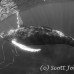 whale_humpback_sb_h_1325_dom1332_bw.jpg